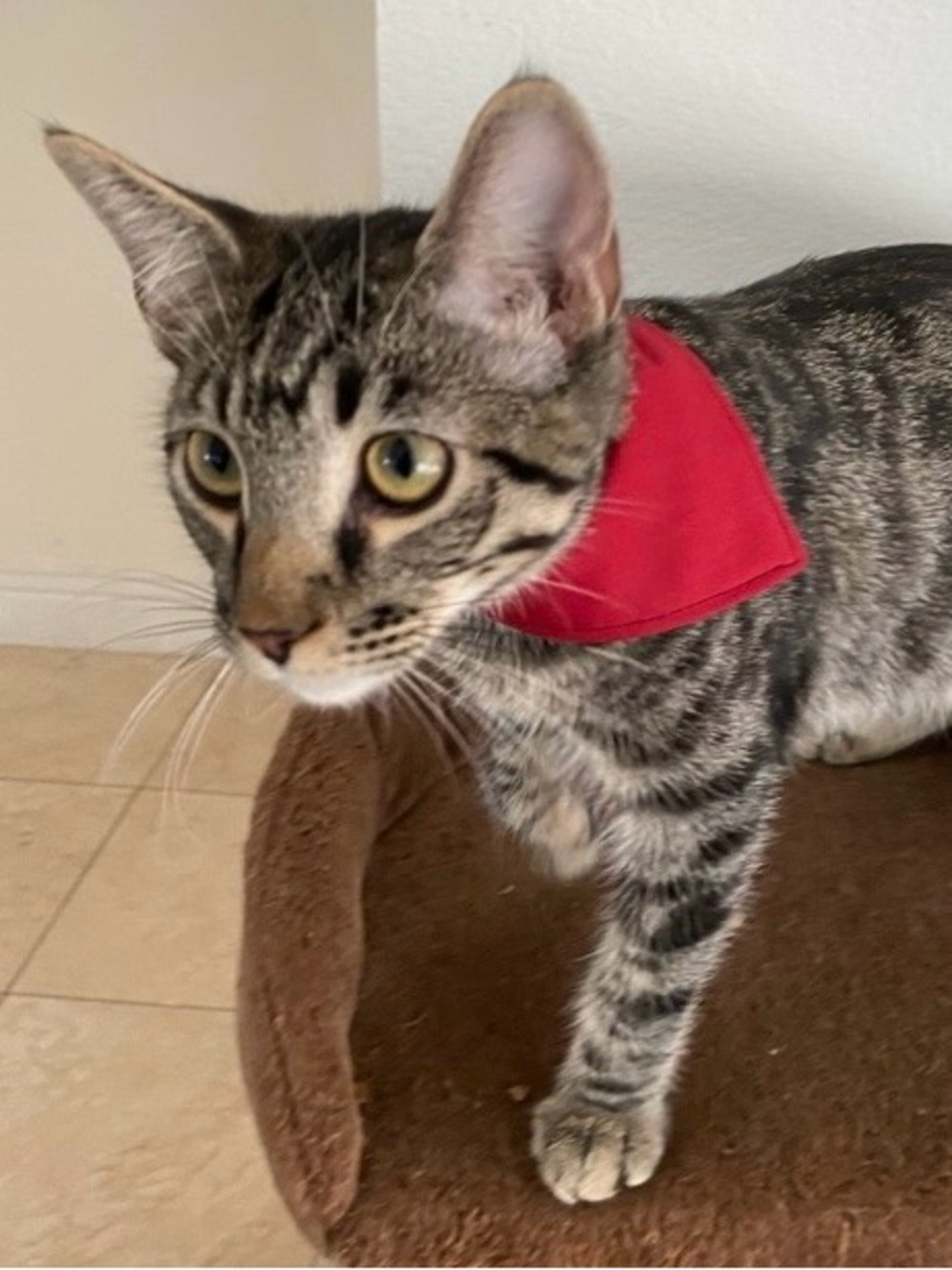 5/13/26 🐾 Everything Pets Party 🐾 4 pm - Picture 8 of 8